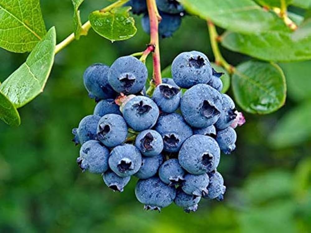Blueberry